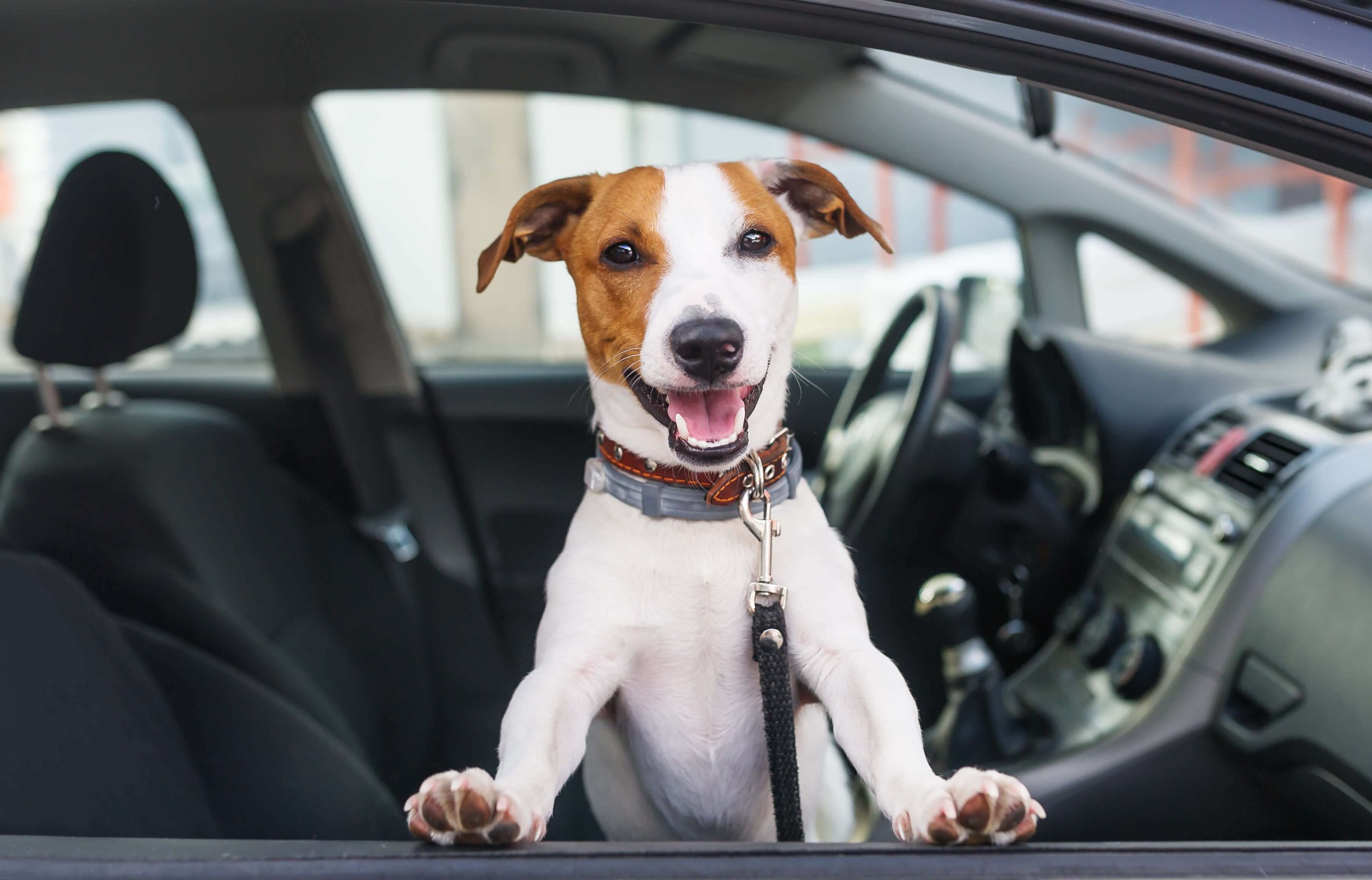 car tinting for dogs